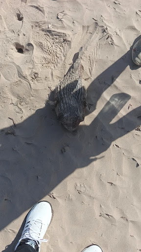 Photo from customer review